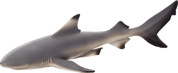 MOJO Black Tip Reef Shark