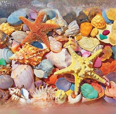 Beach Shells 500 Pc. Puzzle