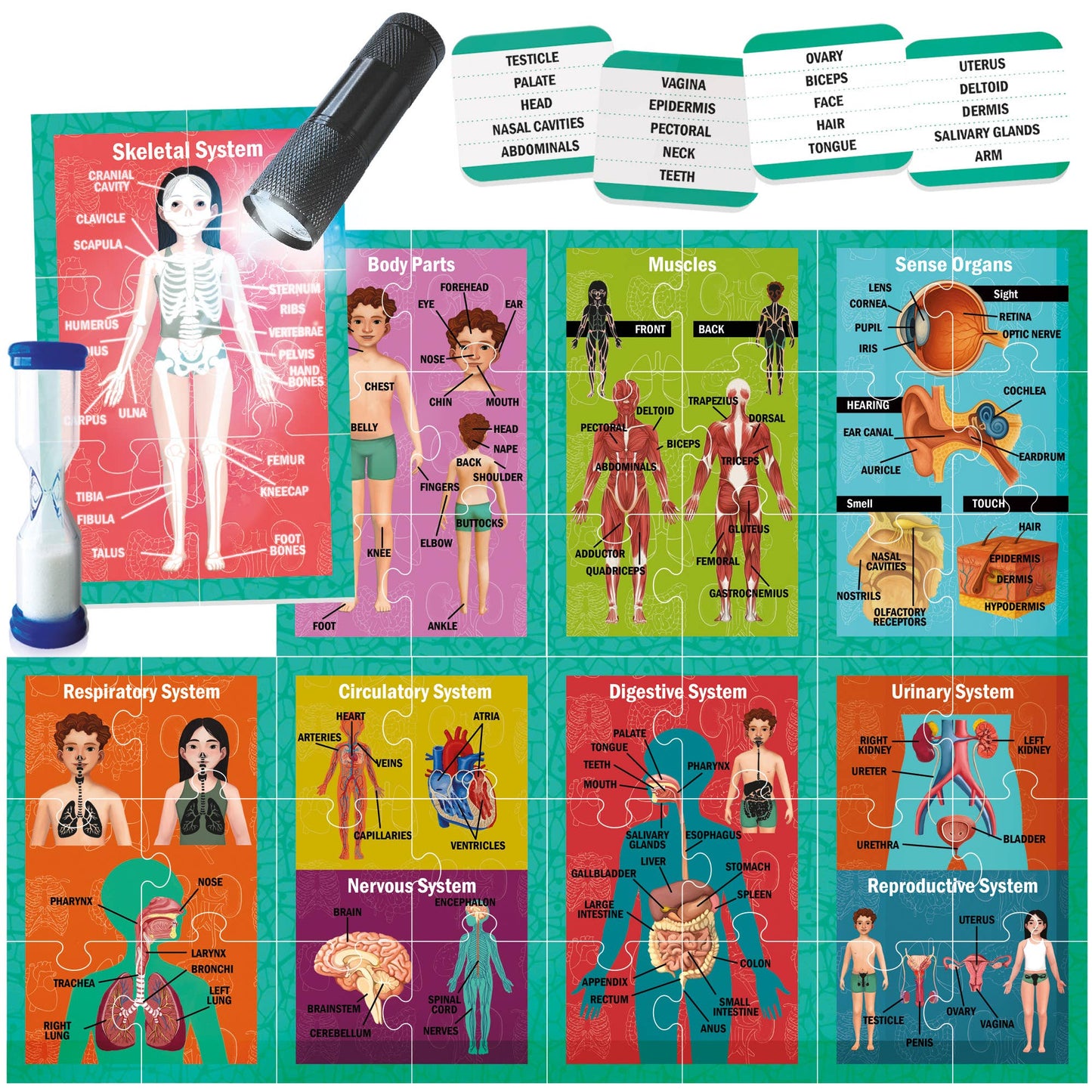 Human Body under X-Ray Educational Toy