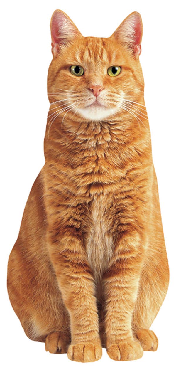 Red Tabby Cat Blank Diecut Card