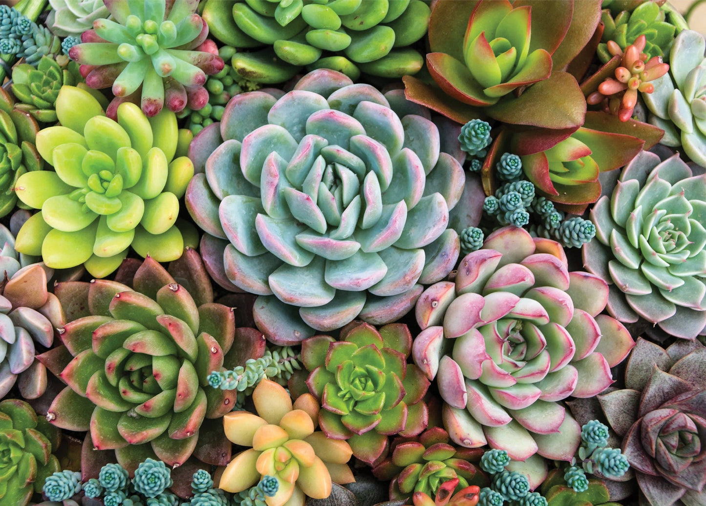 Succulent Garden Jigsaw Puzzle