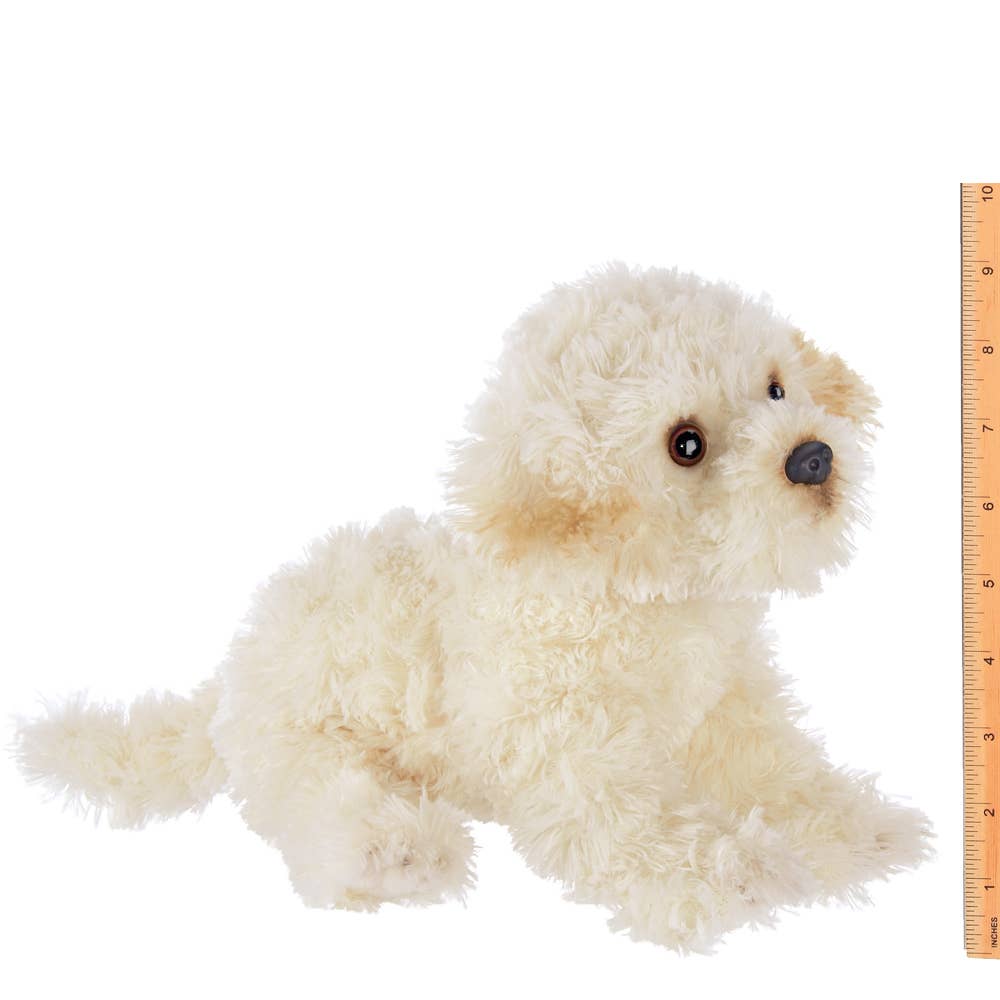 Bisquit the Labradoodle