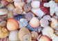 All the Shells 1000 Piece Jigsaw Puzzle