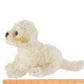 Bisquit the Labradoodle