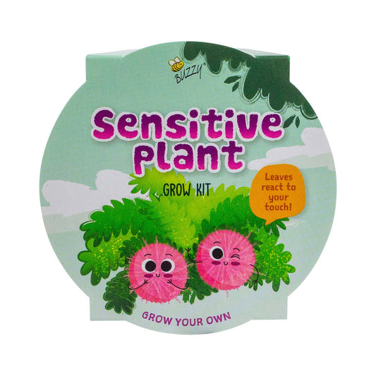 Sensitive Plant - 100% Organic