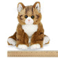 Manny the Maine Coon Cat