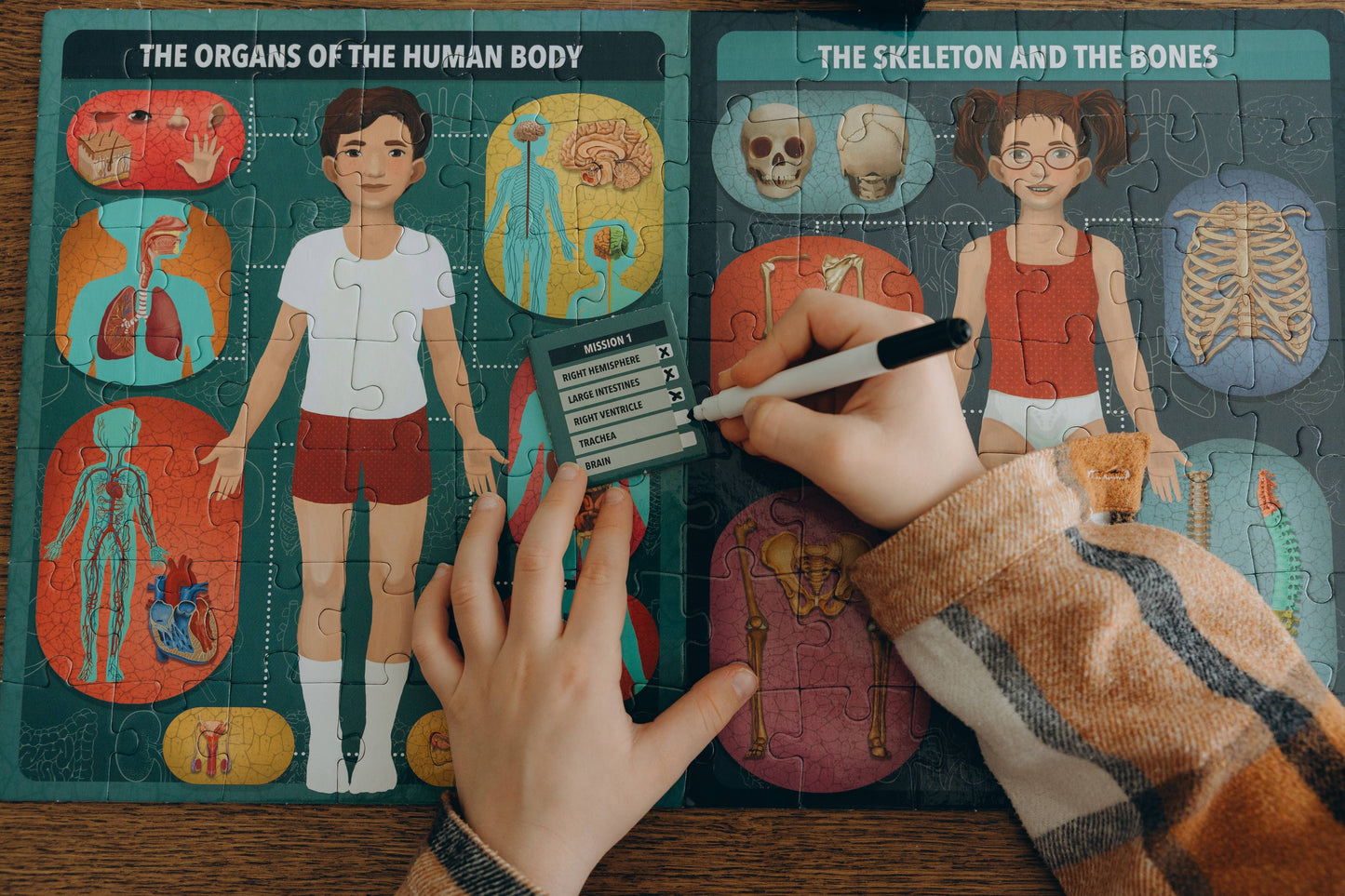 Human Body under X-Ray Educational Toy