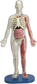 Squishy Human Body