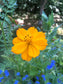 Honey Bee Habitat Grow Kit