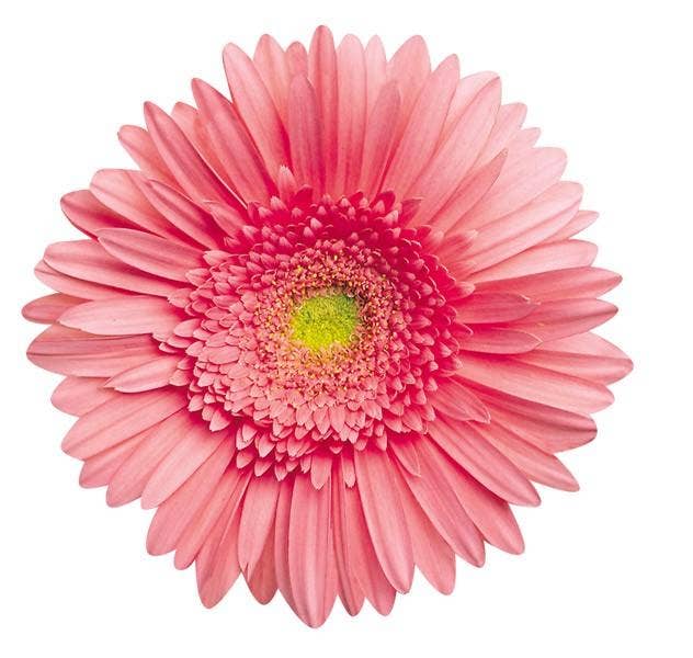 Pink Gerbera Daisy Blank Diecut Card