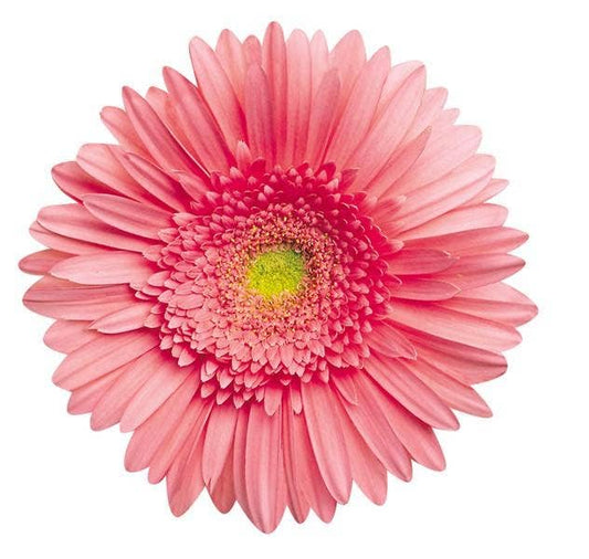 Pink Gerbera Daisy Blank Diecut Card